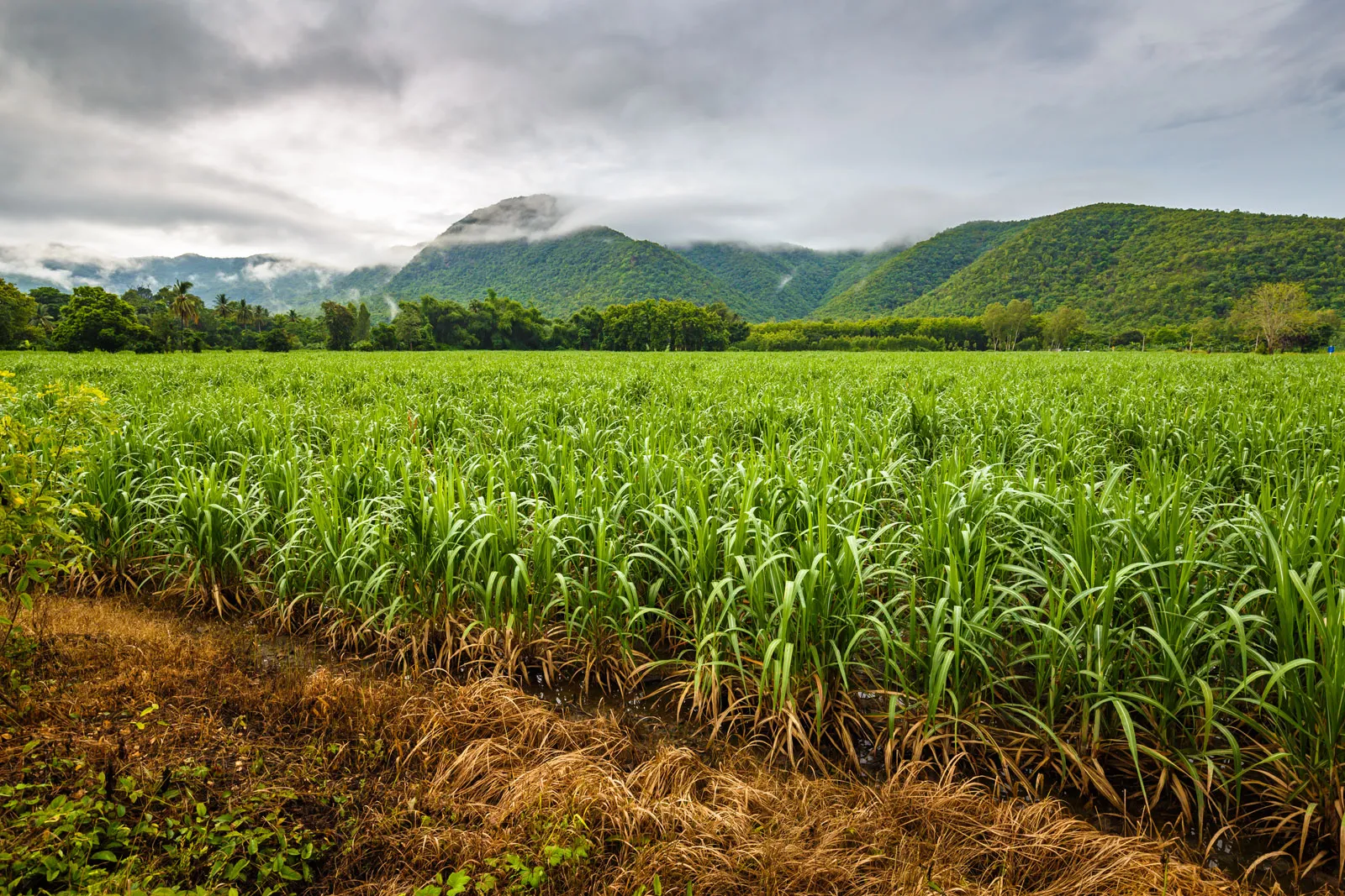 Field-sugarcane-St-George-Parish-Barbados
