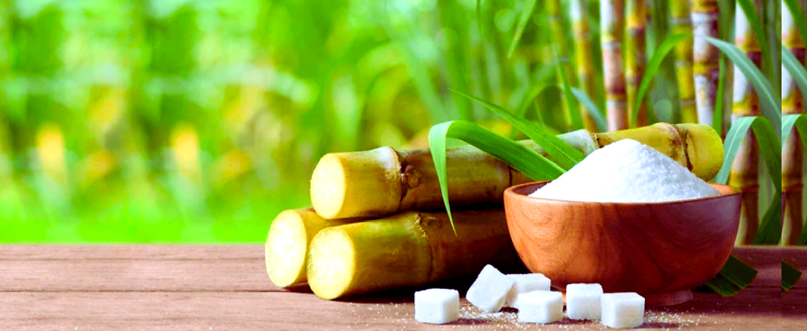 Sugar Production Best Image