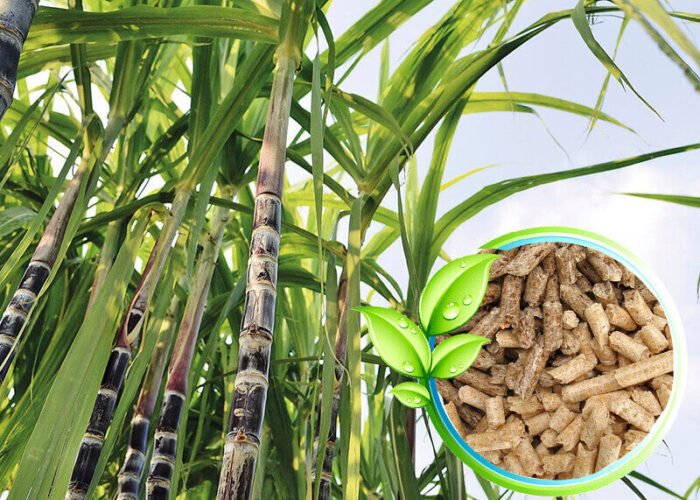 Sugarcane-Bagasse-Pellet-Fuel Sugarcane-Bagasse-Pellet-Fuel
