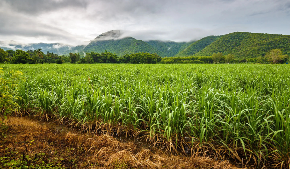 Sugarcane field